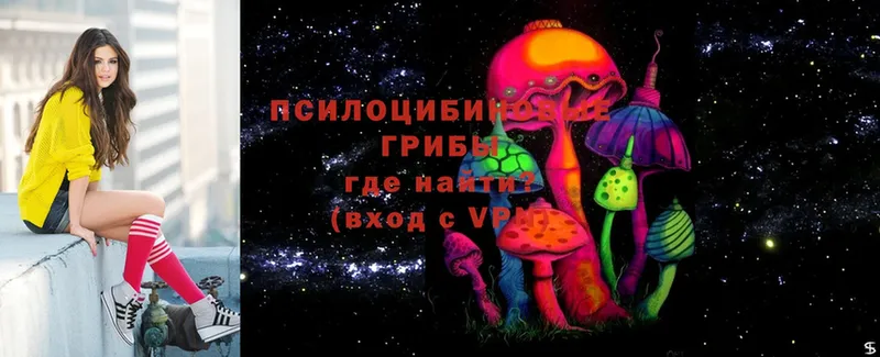 Псилоцибиновые грибы Psilocybe  купить   Кулебаки 